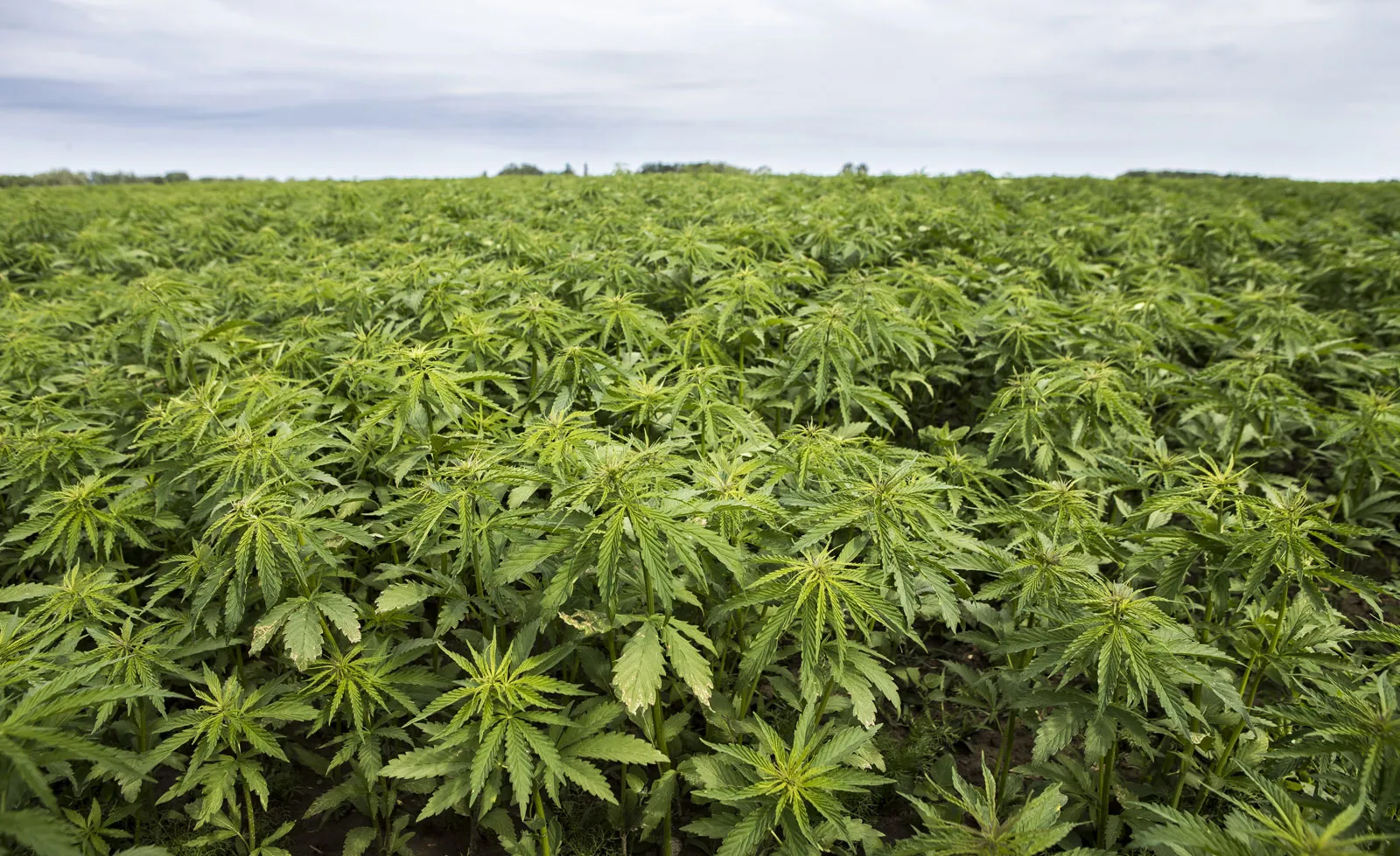 Home 3 Hemp plantation